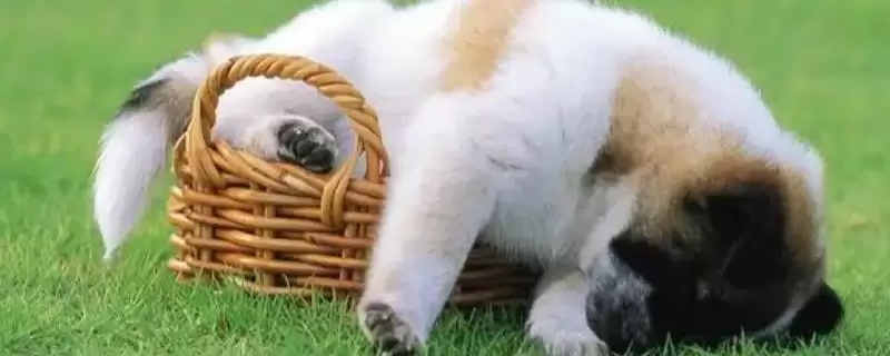 幼犬感觉冷的温度,多少度的环境幼犬会觉得寒冷不适插图 幼犬感觉冷的温度,多少度的环境幼犬会觉得寒冷不适插图