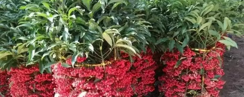 富贵子管理技术要点 ,富贵子的管理有哪些关键的技术插图 富贵子管理技术要点 ,富贵子的管理有哪些关键的技术插图
