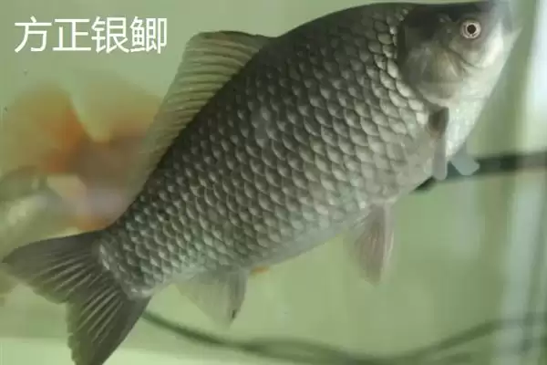 鲫鱼品种介绍土鲫高背鲫常见,鲫鱼的品种介绍,常见品种有这些?插图6 鲫鱼品种介绍土鲫高背鲫常见,鲫鱼的品种介绍,常见品种有这些?插图6