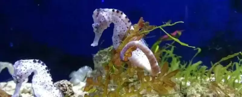 海马是不是鱼类的一种呢,海马属于鱼类且因头部呈马头状得名吗插图 海马是不是鱼类的一种呢,海马属于鱼类且因头部呈马头状得名吗插图