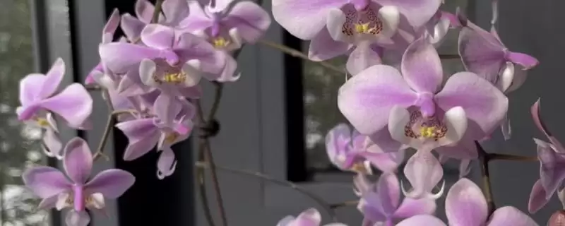 蝴蝶兰病虫害防治咋防叶斑病等病虫害,蝴蝶兰常见病虫害如叶斑病怎么防治?插图 蝴蝶兰病虫害防治咋防叶斑病等病虫害,蝴蝶兰常见病虫害如叶斑病怎么防治?插图