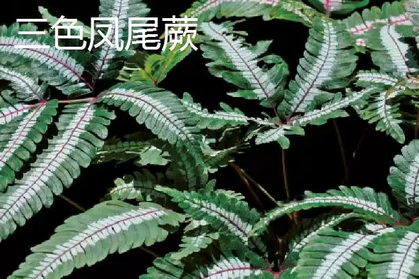凤尾蕨种类介绍 ,凤尾蕨有哪些不同的种插图5 凤尾蕨种类介绍 ,凤尾蕨有哪些不同的种插图5