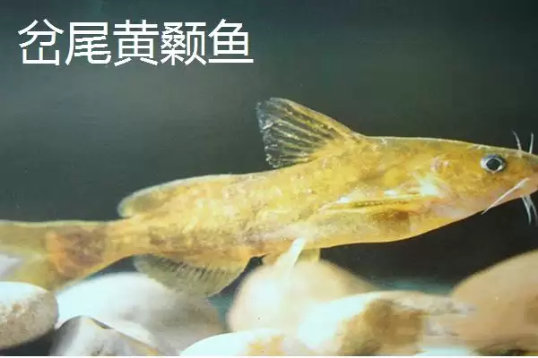 黄骨鱼鱼种问确实属于淡水鱼,黄骨鱼是什么鱼，分类准确吗？插图5