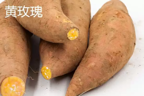 甘薯优良新品种介绍 ,甘薯有哪些优良的新品种插图4 甘薯优良新品种介绍 ,甘薯有哪些优良的新品种插图4
