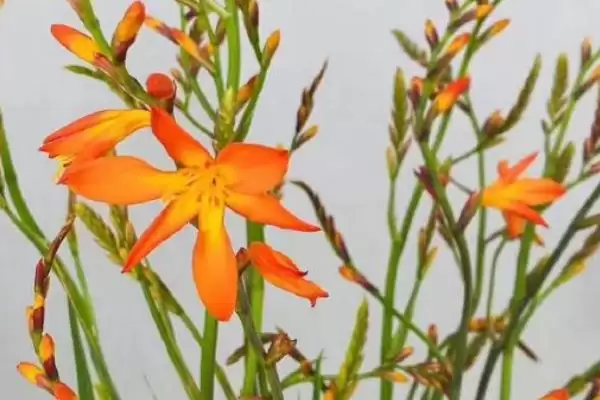 火焰兰植物问多年生草本植物,火焰兰简介,植物属性对吗?插图3 火焰兰植物问多年生草本植物,火焰兰简介,植物属性对吗?插图3