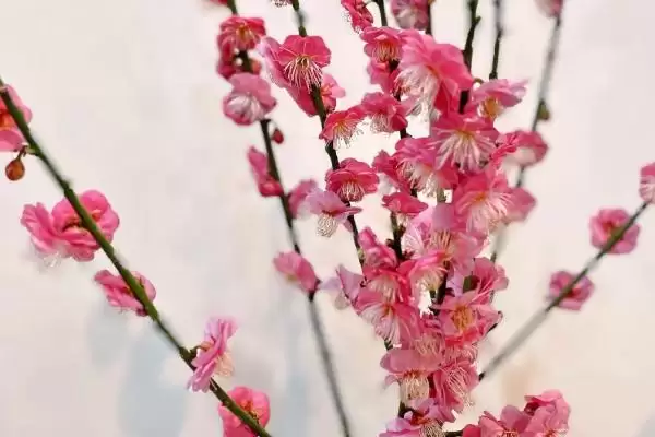 红梅的养殖方法是什么呢,红梅每月施一次稀释腐熟肥来养殖吗插图1 红梅的养殖方法是什么呢,红梅每月施一次稀释腐熟肥来养殖吗插图1
