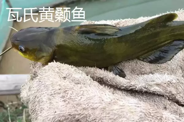 黄颡鱼价格问零售价12-20元,黄颡鱼的价格,这个价格范围对吗?插图6 黄颡鱼价格问零售价12-20元,黄颡鱼的价格,这个价格范围对吗?插图6