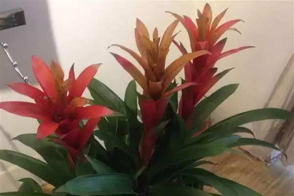 鸿运当头开完花如何处理呢,鸿运当头开完花需剪掉开败残花来处理吗插图5 鸿运当头开完花如何处理呢,鸿运当头开完花需剪掉开败残花来处理吗插图5