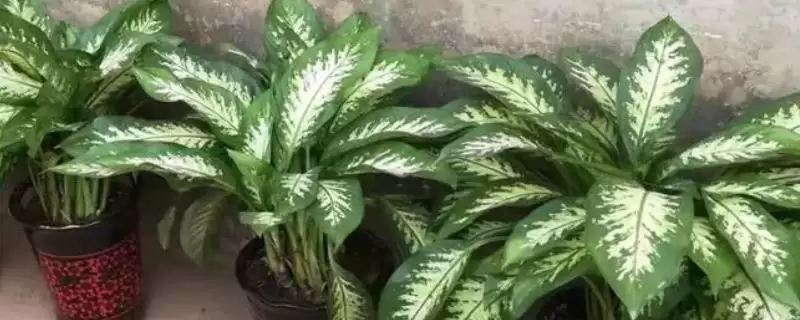 花叶万年青养殖25-30℃生长适宜,花叶万年青的养殖方法，适温范围重要吗？-会东网