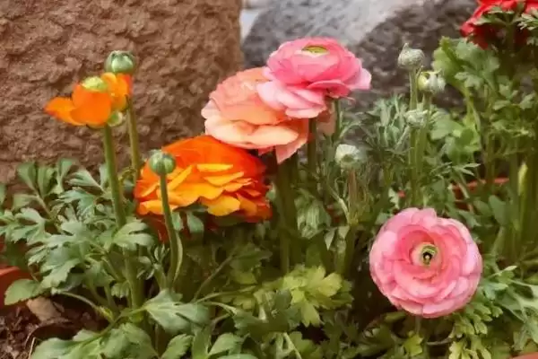 花毛茛繁殖法块根放湿沙能繁殖,花毛茛怎么繁殖,块根放湿沙可行吗?插图5 花毛茛繁殖法块根放湿沙能繁殖,花毛茛怎么繁殖,块根放湿沙可行吗?插图5