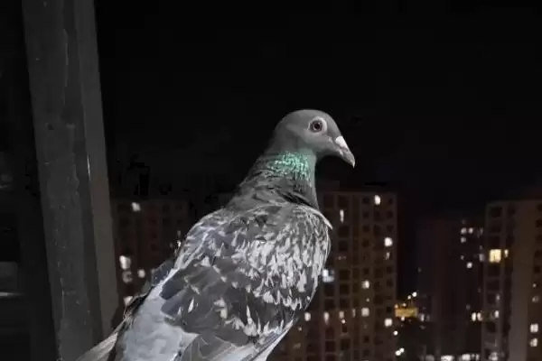 鸽子晚上视力情况问题 ,鸽子在晚上能看见东西吗,能看多插图1 鸽子晚上视力情况问题 ,鸽子在晚上能看见东西吗,能看多插图1