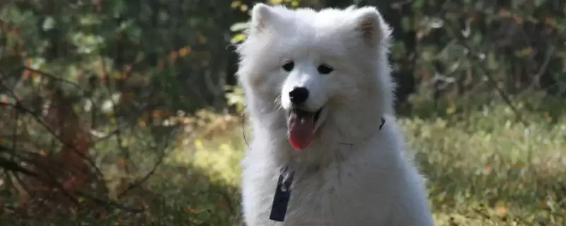 狗狗涨奶应该怎样处理,狗狗涨奶可以通过喂猪肝来处理吗插图 狗狗涨奶应该怎样处理,狗狗涨奶可以通过喂猪肝来处理吗插图