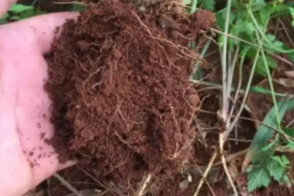 当归质优丰产的方法要点,当归质优丰产的方法有何用水要求插图2 当归质优丰产的方法要点,当归质优丰产的方法有何用水要求插图2