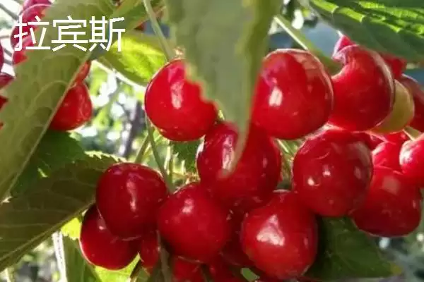 果大的樱桃品种有哪些呢,果大的樱桃品种成熟后颜色有差异吗插图5 果大的樱桃品种有哪些呢,果大的樱桃品种成熟后颜色有差异吗插图5