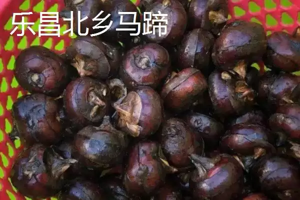 广东乐昌市的特产有哪些呢,北乡马蹄是广东乐昌闻名的特产吗插图2 广东乐昌市的特产有哪些呢,北乡马蹄是广东乐昌闻名的特产吗插图2