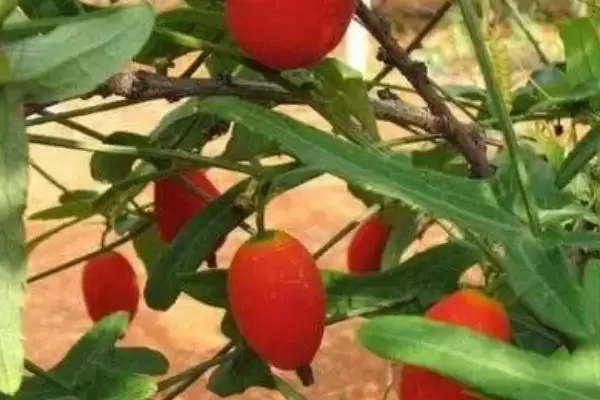 红香果的价格和种植前景,红香果一斤价格100元左右种植前景如何呢插图4 红香果的价格和种植前景,红香果一斤价格100元左右种植前景如何呢插图4