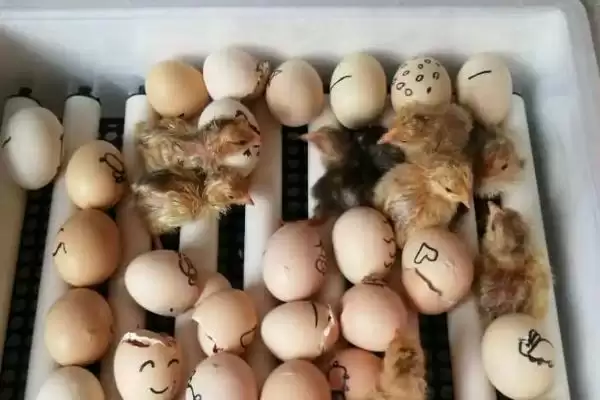 孵化小鸡需要天数 ,孵化小鸡一般需要多少天才能完插图1