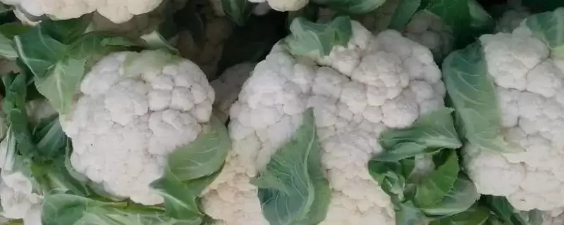 花菜季节之谜四季都能买到花菜,花菜是什么季节的蔬菜,真四季都有?插图 花菜季节之谜四季都能买到花菜,花菜是什么季节的蔬菜,真四季都有?插图