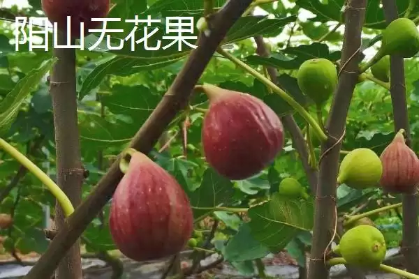 广东阳山县的特产是什么呢,洞冠梨是广东阳山县特有的珍果吗插图5 广东阳山县的特产是什么呢,洞冠梨是广东阳山县特有的珍果吗插图5