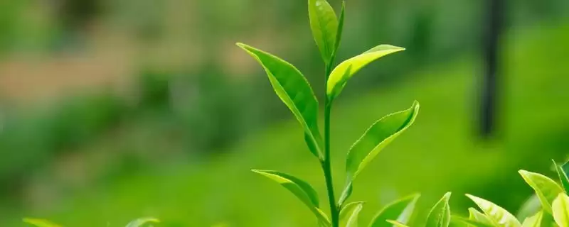 黑茶有着怎样的简介内容呢,黑茶属于全发酵茶这是其基本简介吗-会东网