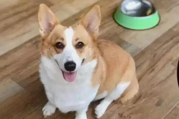 狗狗毛囊炎的病因是什么,狗狗毛囊炎主要由细菌或真菌引起的吗插图2 狗狗毛囊炎的病因是什么,狗狗毛囊炎主要由细菌或真菌引起的吗插图2