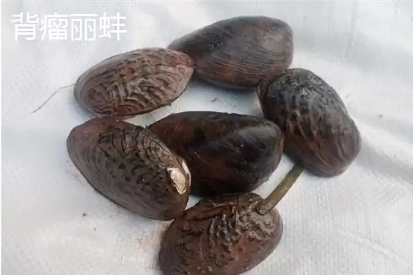河蚌一年可以长到啥程度,河蚌一年体重能长到1-2斤左右吗插图11 河蚌一年可以长到啥程度,河蚌一年体重能长到1-2斤左右吗插图11