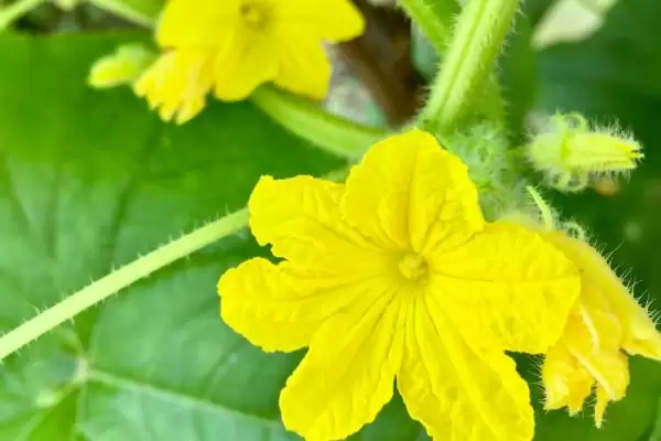 黄瓜只开雄花处理方法 ,平时控温遮光能解决黄瓜只开雄花插图1 黄瓜只开雄花处理方法 ,平时控温遮光能解决黄瓜只开雄花插图1