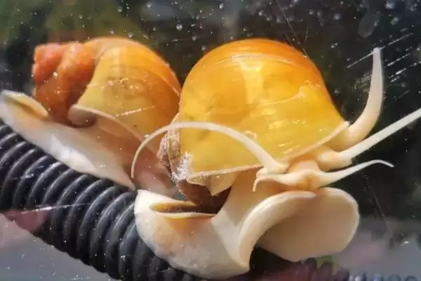 黄金螺食性问真的不吃鱼屎,黄金螺吃鱼屎吗，确定不吃吗？插图1