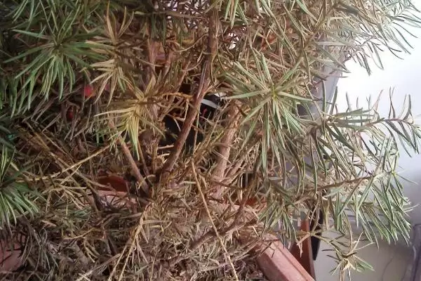 红豆杉叶子发黄干枯是为啥呢,红豆杉叶子发黄干枯因缺水或环境突变等吗插图3