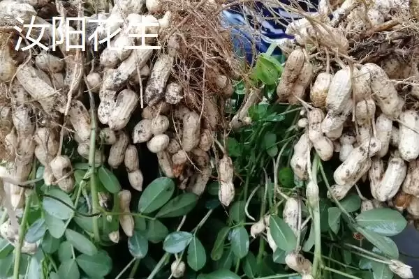 河南省汝阳县特产有啥介绍,河南省汝阳县是历史名酒杜康的发祥地吗插图1 河南省汝阳县特产有啥介绍,河南省汝阳县是历史名酒杜康的发祥地吗插图1