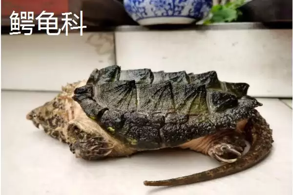 龟的种类主要有哪些呢,龟共有12科分别是哪些种类呢插图6 龟的种类主要有哪些呢,龟共有12科分别是哪些种类呢插图6