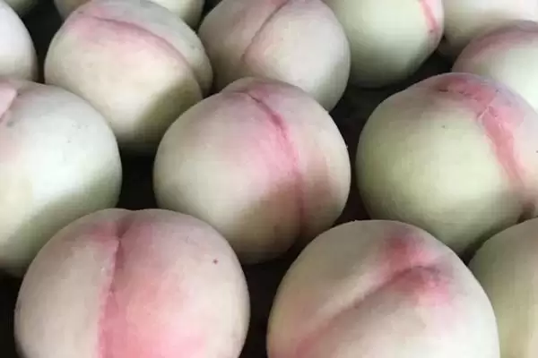 凤桥水蜜桃期6-8月上市对,凤桥水蜜桃的上市时间，是这个时间段吗？插图3