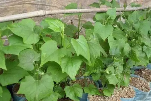 佛手瓜种植方法步骤 ,佛手瓜具体该如何进行种植插图9 佛手瓜种植方法步骤 ,佛手瓜具体该如何进行种植插图9