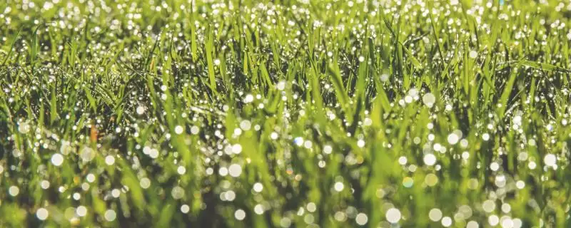 谷雨节气的来源是什么,谷雨节气因天上降雨谷物生长而得名吗-会东网