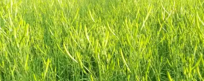 黄花菜种植技术种后补水很重要,黄花菜的种植技术,种植后要注意啥?插图 黄花菜种植技术种后补水很重要,黄花菜的种植技术,种植后要注意啥?插图