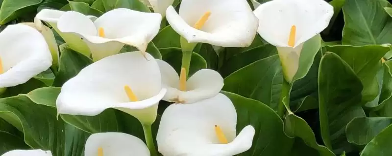 家里不养马蹄莲污染环境易生病害,家里不能养马蹄莲的原因,是这样吗?插图 家里不养马蹄莲污染环境易生病害,家里不能养马蹄莲的原因,是这样吗?插图