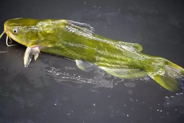 黄辣丁栖息地缓流多水草浅区,黄辣丁的栖息环境介绍,是这样的吗?插图5 黄辣丁栖息地缓流多水草浅区,黄辣丁的栖息环境介绍,是这样的吗?插图5