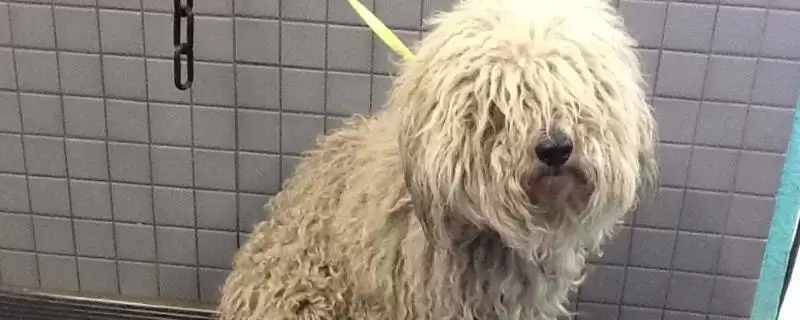 狗狗皮肤干燥是何因素,天气、洗澡频繁、寄生虫致狗狗皮肤干燥吗插图 狗狗皮肤干燥是何因素,天气、洗澡频繁、寄生虫致狗狗皮肤干燥吗插图