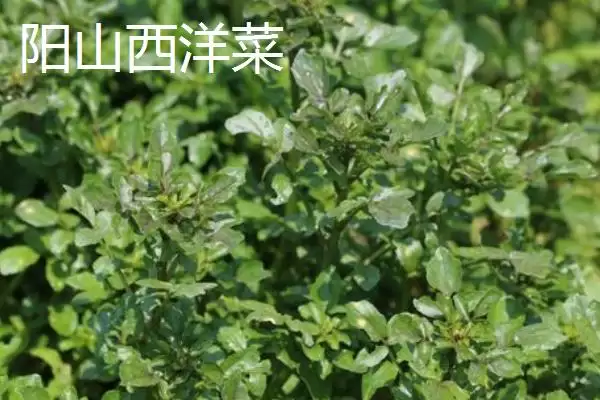 广东阳山县的特产是什么呢,洞冠梨是广东阳山县特有的珍果吗插图2 广东阳山县的特产是什么呢,洞冠梨是广东阳山县特有的珍果吗插图2