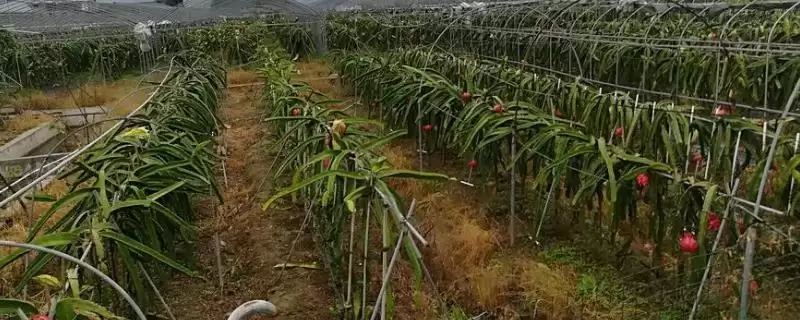 火龙果病虫害农业化学能防,火龙果病虫害防治方法,两种方法有效?插图 火龙果病虫害农业化学能防,火龙果病虫害防治方法,两种方法有效?插图