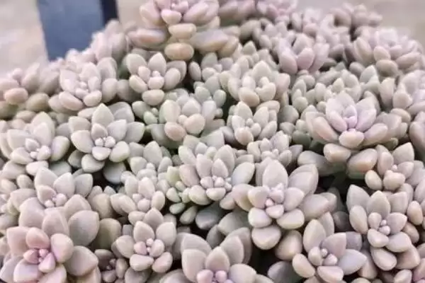爆芽素对多肉有没有什么危害呢,爆芽素对多肉有没有危害插图1 爆芽素对多肉有没有什么危害呢,爆芽素对多肉有没有危害插图1