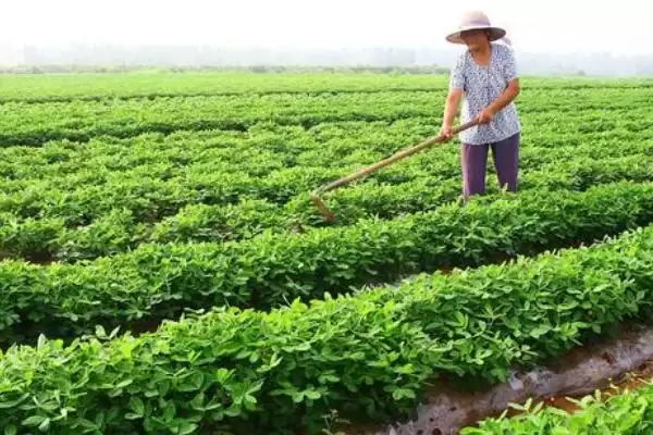 花生种植时间《《7月种要注意啥,花生《《7月份可以种吗,能种但咋管理?插图2 花生种植时间《《7月种要注意啥,花生《《7月份可以种吗,能种但咋管理?插图2