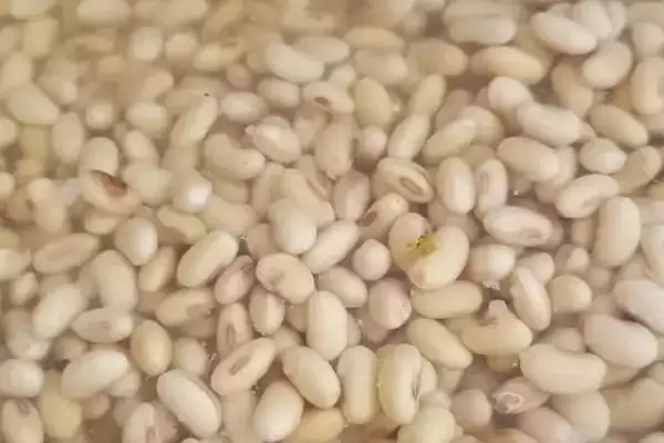 黄豆发酵肥料不是磷钾是有机,黄豆发酵后是不是磷钾肥,那是什么肥?插图1 黄豆发酵肥料不是磷钾是有机,黄豆发酵后是不是磷钾肥,那是什么肥?插图1