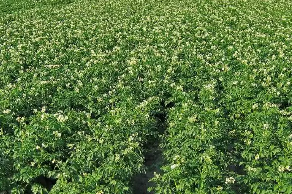 河南秋季何时适合种土豆呢,河南秋季一般8-9月份适合种植土豆吗插图7 河南秋季何时适合种土豆呢,河南秋季一般8-9月份适合种植土豆吗插图7