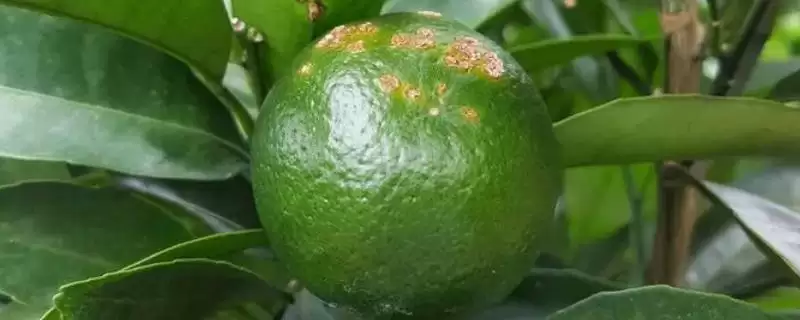 柑橘溃疡病危害症状 ,柑橘溃疡病有哪些危害和症状插图 柑橘溃疡病危害症状 ,柑橘溃疡病有哪些危害和症状插图