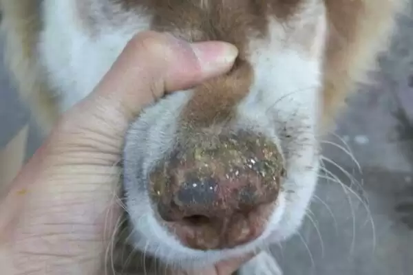 狗鼻子长癣如何处理,狗鼻子长癣能直接喷真菌喷剂吗插图1