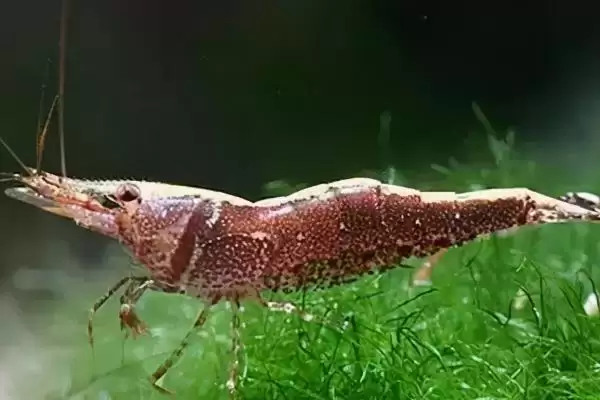 观赏虾如何进行繁殖呢,观赏虾繁殖首先要确保水质良好吗插图2 观赏虾如何进行繁殖呢,观赏虾繁殖首先要确保水质良好吗插图2