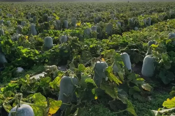黑皮冬瓜的产地主要在哪呢,黑皮冬瓜在海南和广西等地适合生长吗插图3 黑皮冬瓜的产地主要在哪呢,黑皮冬瓜在海南和广西等地适合生长吗插图3