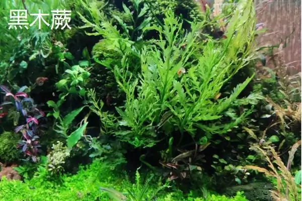 凤尾蕨与黑木蕨差异 ,凤尾蕨和黑木蕨有何区插图2 凤尾蕨与黑木蕨差异 ,凤尾蕨和黑木蕨有何区插图2
