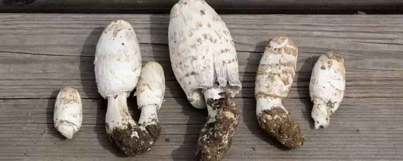 鸡腿菇保存法放冷藏室可以,鸡腿菇怎么保存,这种保存方式好?插图 鸡腿菇保存法放冷藏室可以,鸡腿菇怎么保存,这种保存方式好?插图